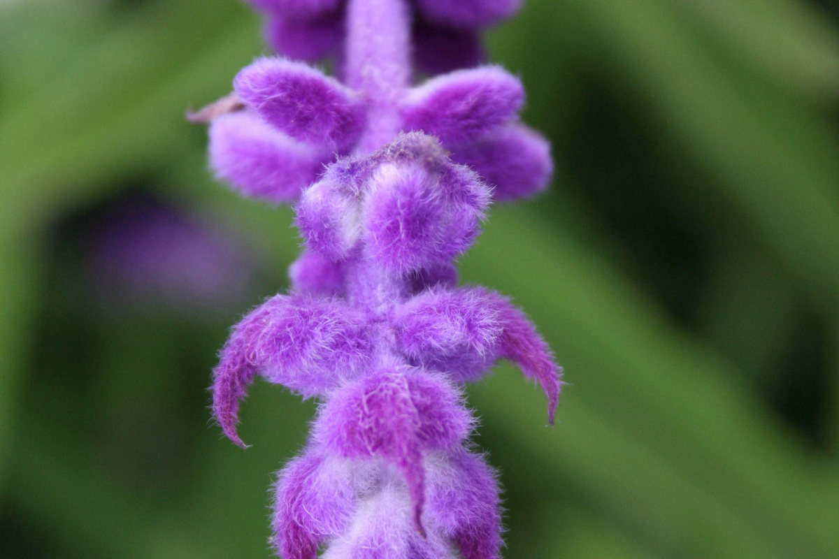 Salvia leucantha (3).jpg